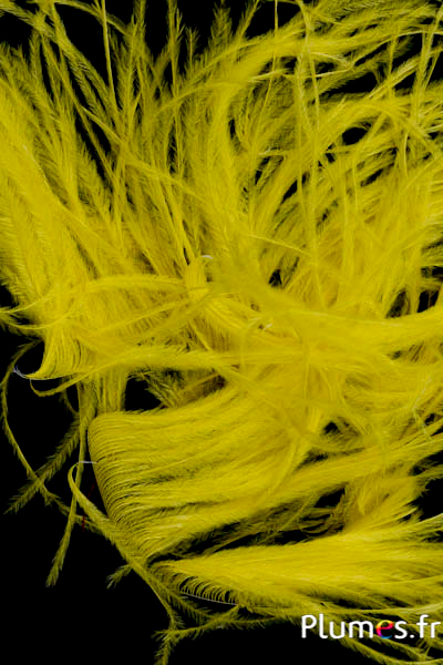 Autruche barbules - 8-15 cm - jaune